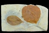 Two Fossil Leaves (Davidia And Celtis) - Montana #120792-1